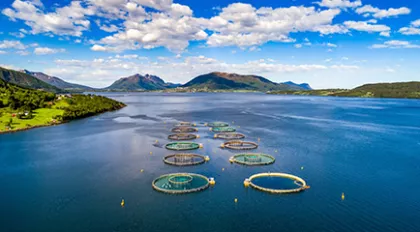 Fish farm